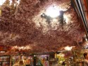 Dried flowers hanging from the ceiling of a store
